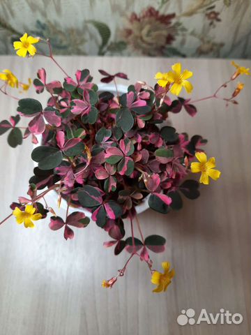 Кислица или оксалис