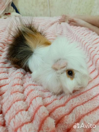 Морские свинки