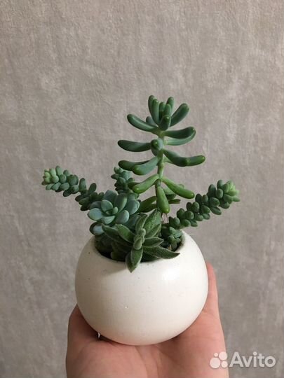 Горшки гипсовые