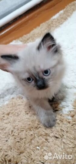 Отдам котят