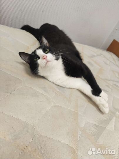 Кошки в добрые руки бесплатно