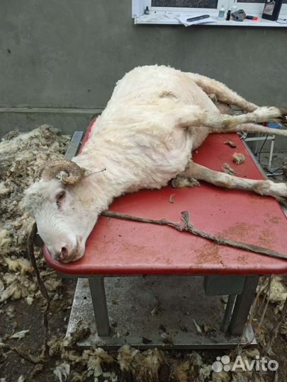 Овцы бараны