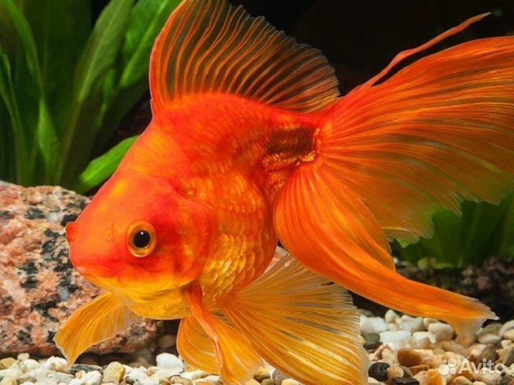 Рыбоперерабатывающее производство,сеть магазинов