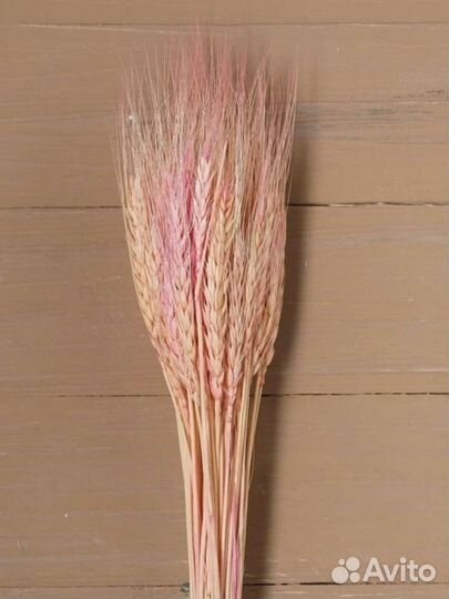 Сухоцветы гепсафила, лагуруса, хлопок