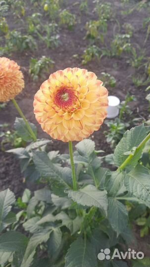 Георгины клубни