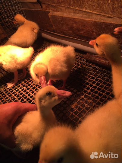 Утки подрощенные