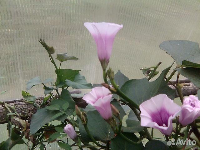 Рассада батат