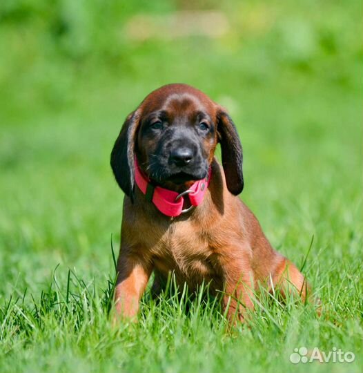 Баварская Горная Гончая красотка