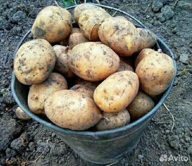 Картофель едовой