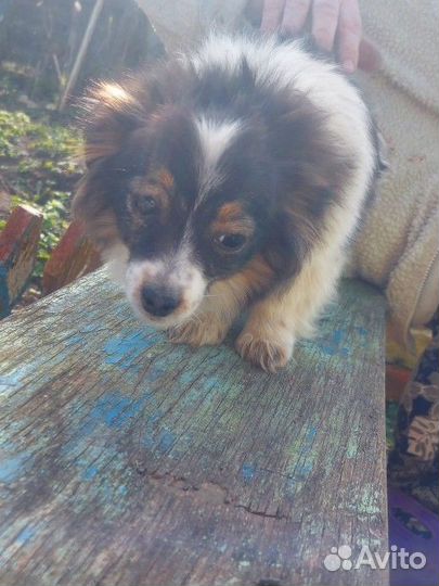 Собака в добрые руки щенок