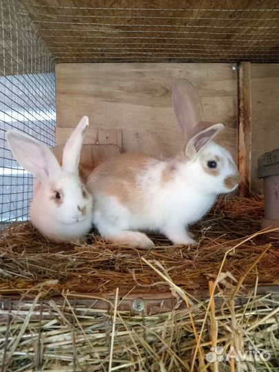 Фландр, Бабочка