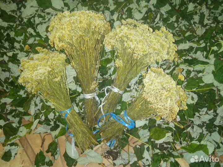 Тысячалистник