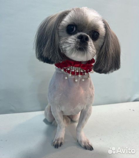 Грумминг собак и кошек