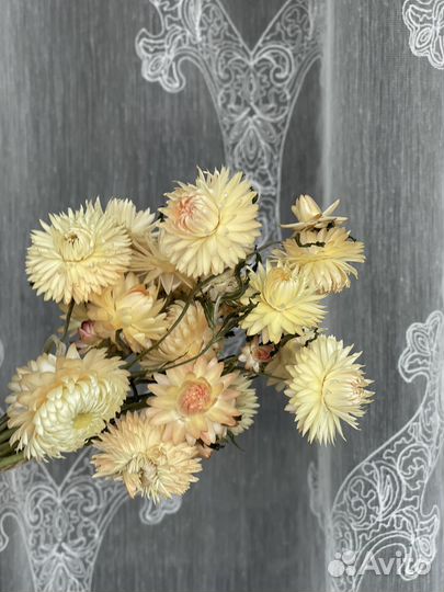 Гелихризум сухоцвет