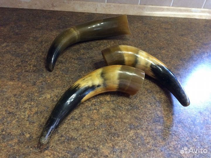Рога натуральные -сувенир