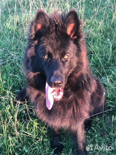 Немецкая овчарка вязка кобель