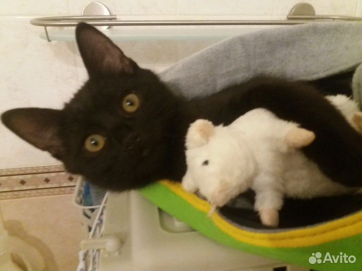 Черный котенок ищет дом