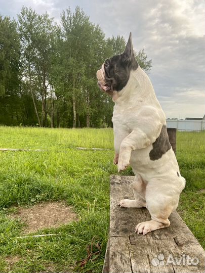 Кобель для вязки