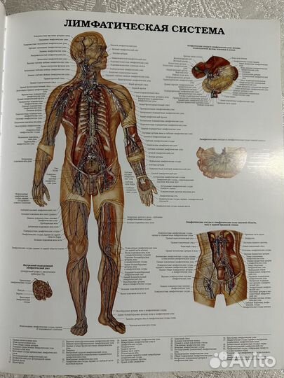 Большой атлас анатомии человека