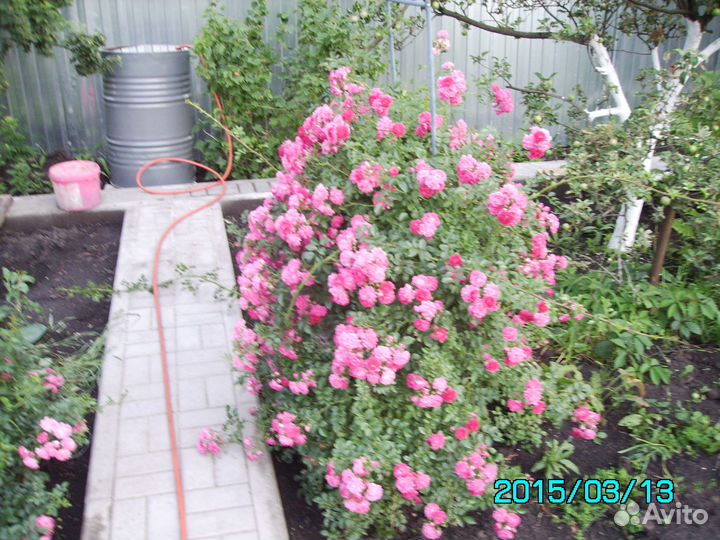 Папоротник