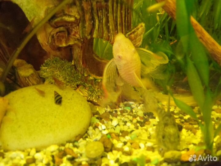 Сомики анциструсы золотистые