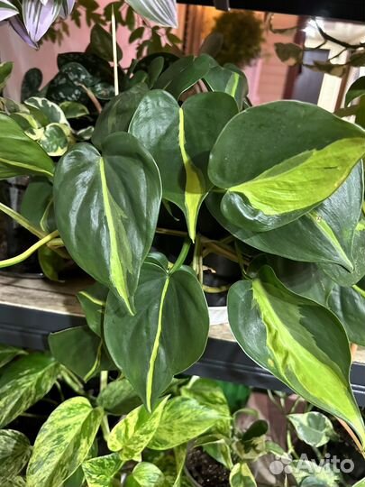 Сциндапсус (эпипремнум) сортовые