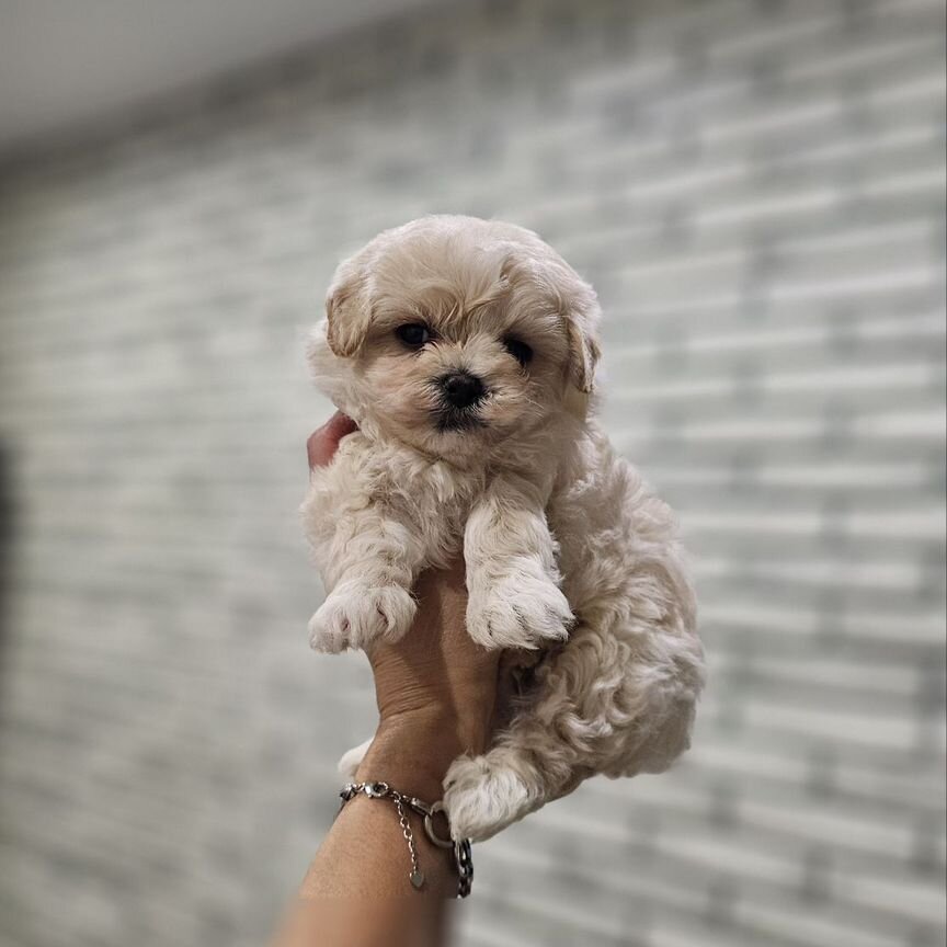 Maltipoo F1 мини малыш