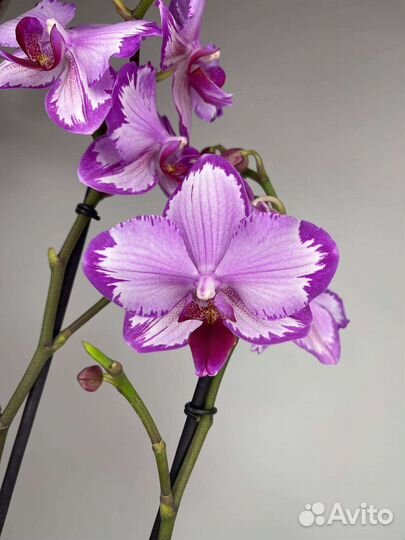 Орхидея Тоши