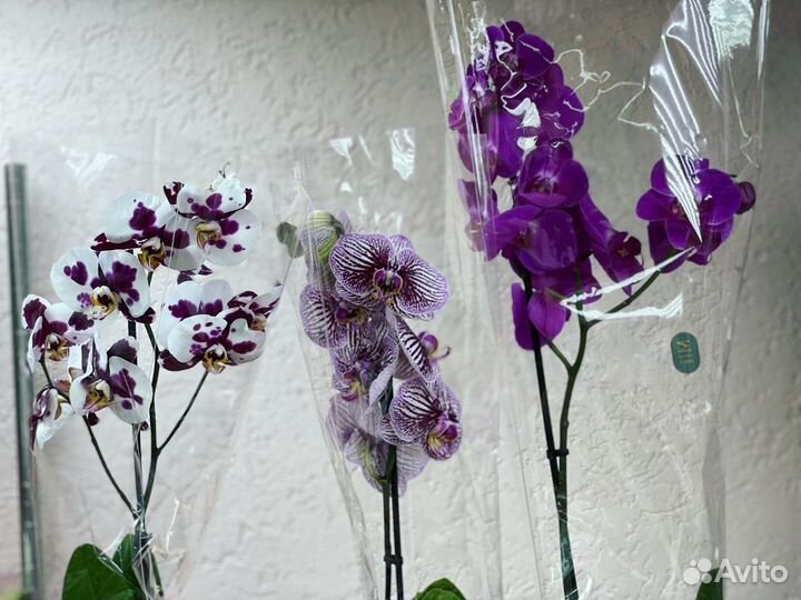 Орхидеи на 1 цветонос
