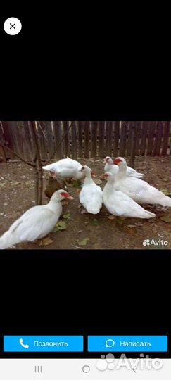 Утиные яйца