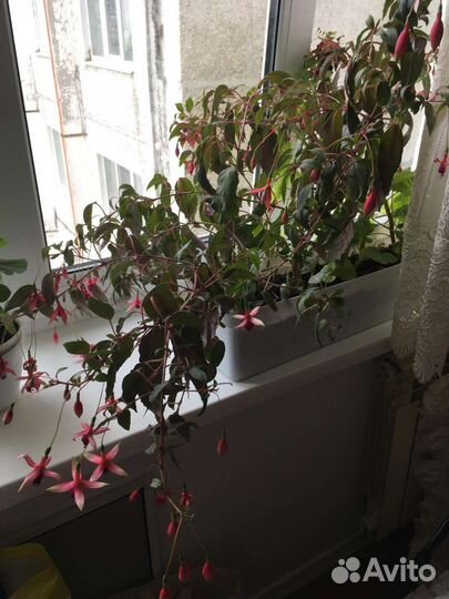 Пеларгония герань, Фуксия ампельная цветущая