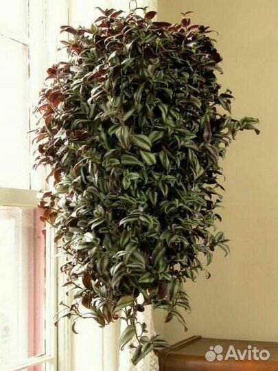 Традесканция зебрина