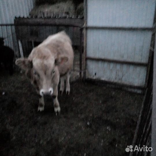 Продаются бычки и телка