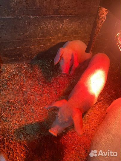 Поросята Ливинской породы