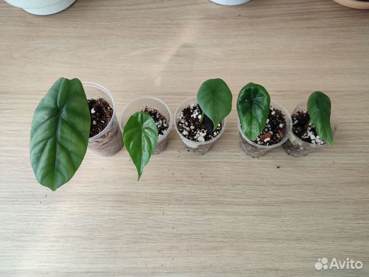 Детки алоказии Синуата и Азлани