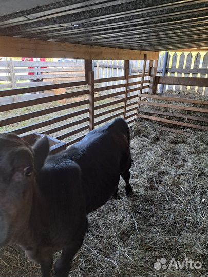 Тёлочка 3 месяца