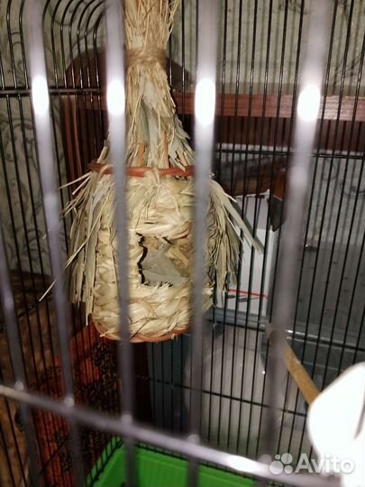 Японские амадины