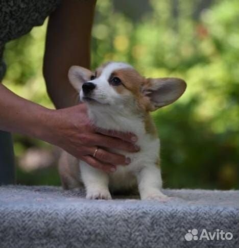 Щеночки корги