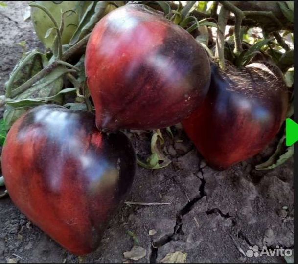 Семена томата Сержант Пеппер(Sgt.Pepper's)