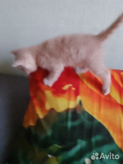 Отдам кота в добрые руки