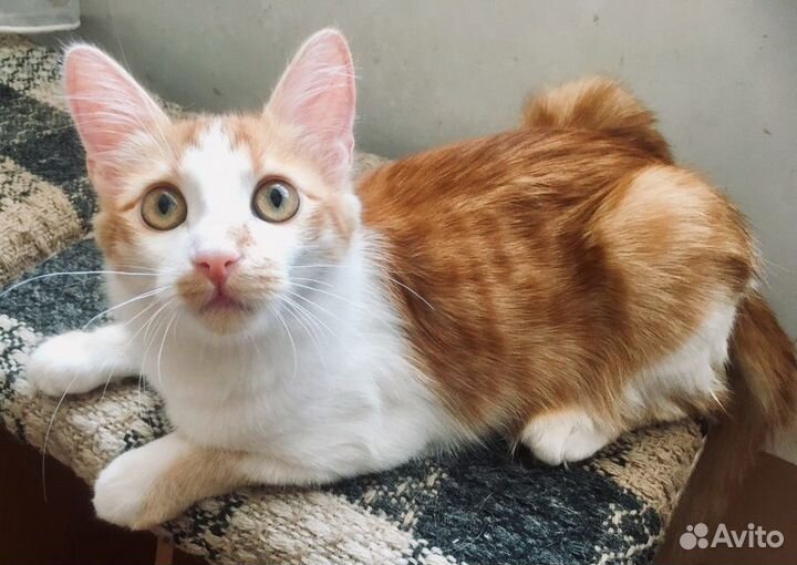 Рыжий котенок