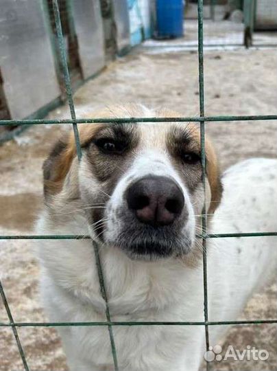Собака в добрые руки из приюта бесплатно