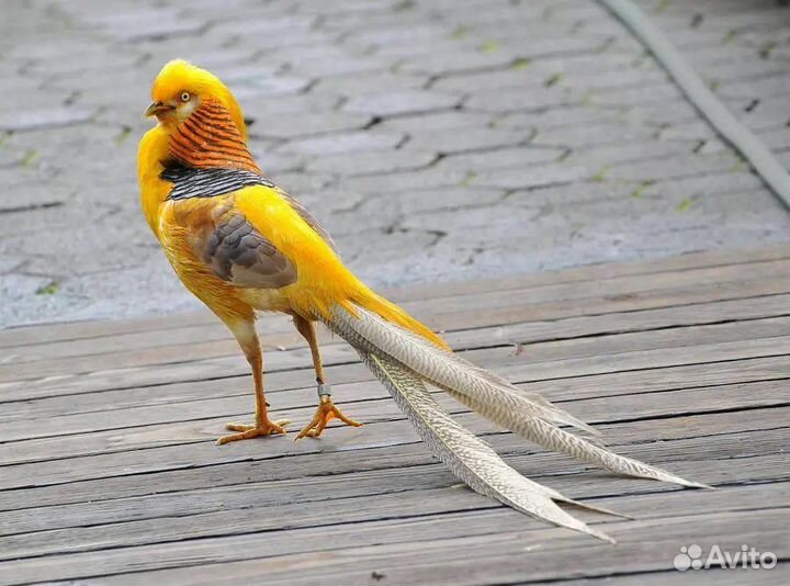 Маран павлин