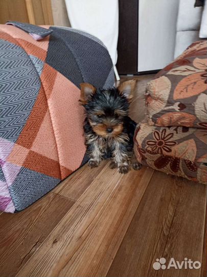 Йоркширский терьер