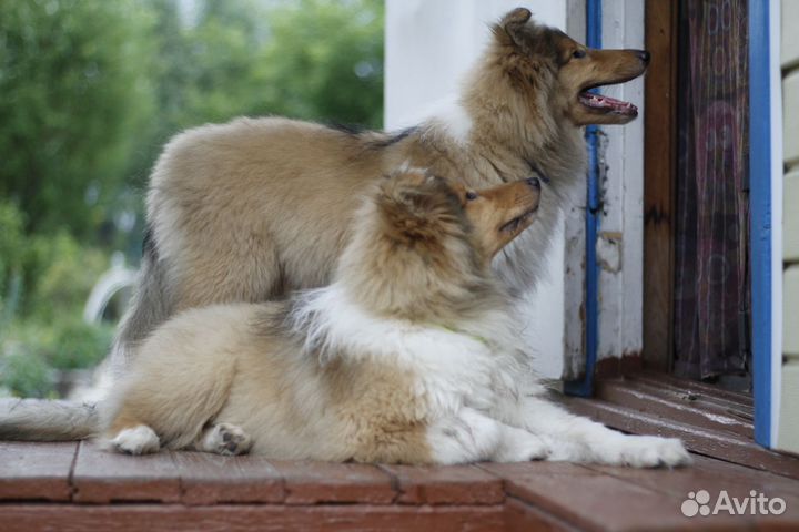 Колли
