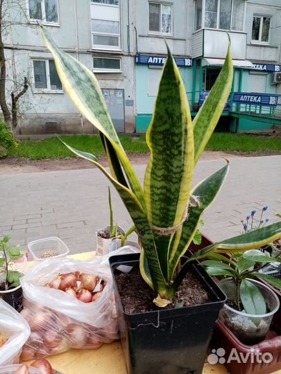 Комнатные растения цветы