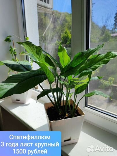 Комнатные цветы