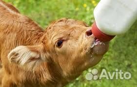 Вахта еженедельные выплаты в Калужской области