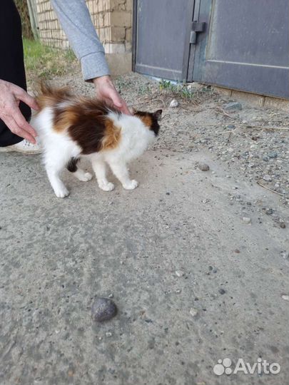 Кошечка в добрые руки, бесплатная