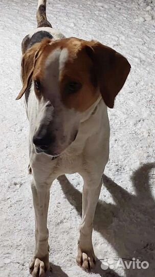 Пегая гончая, кобель